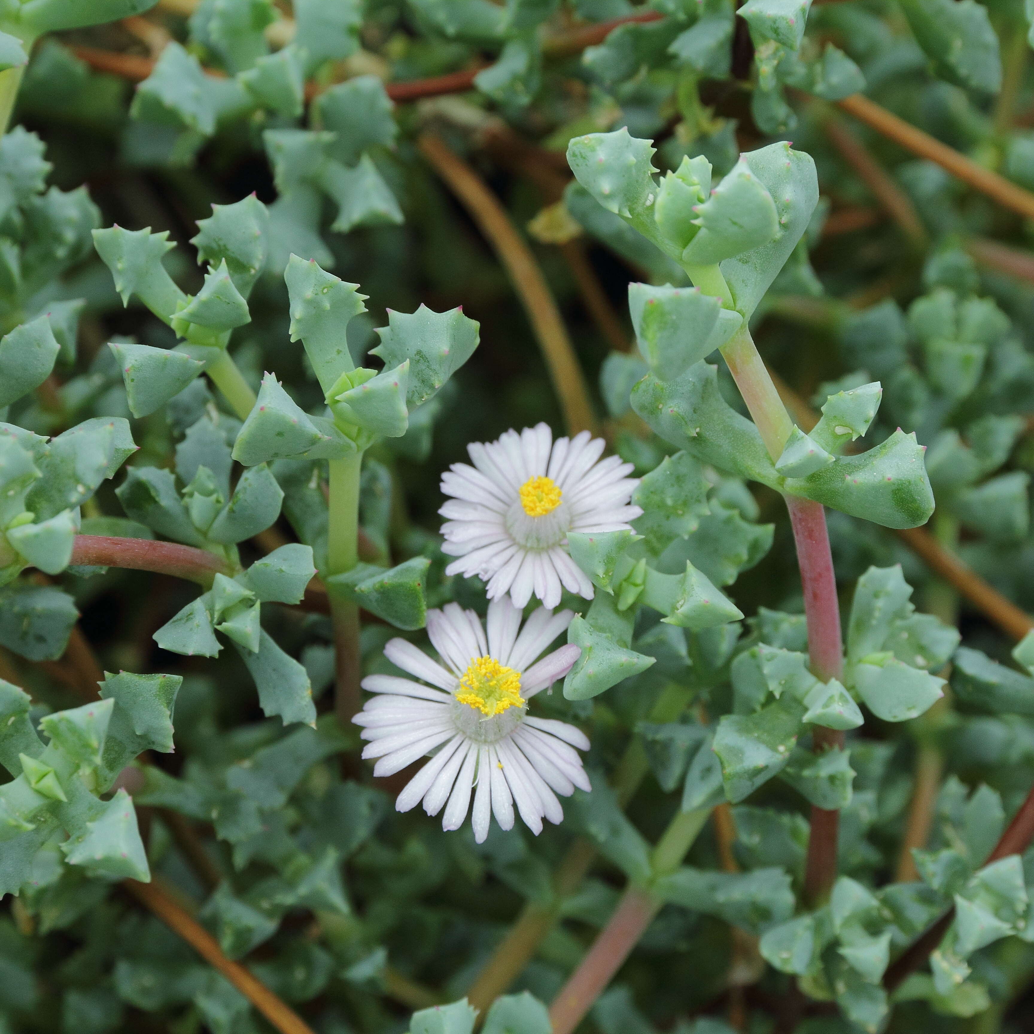 Imagem de Oscularia deltoides (L.) Schwant.