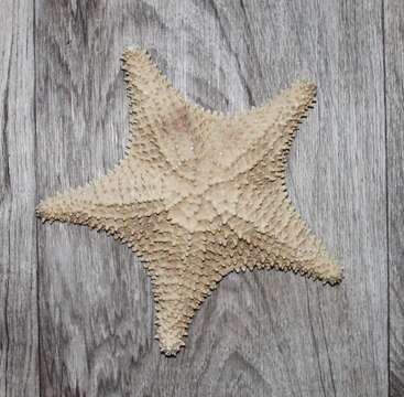 Image of Red cushion sea star