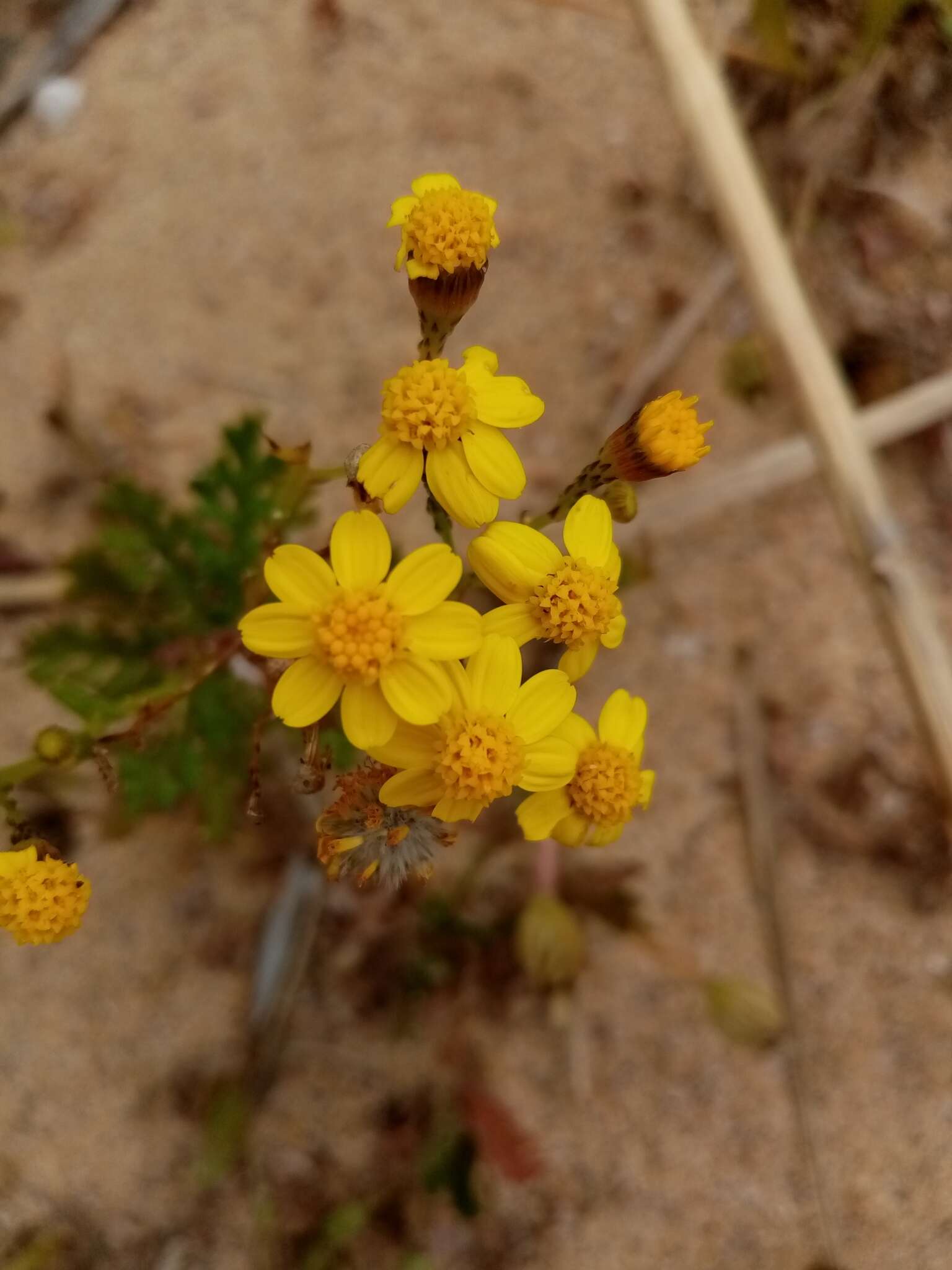 Image of Senecio incrassatus Lowe