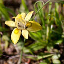 Image of Moraea papilionacea (L. fil.) Ker Gawl.