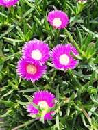 Image of Ice Plants