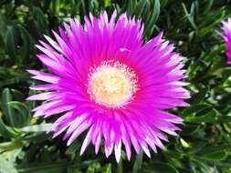 Image of Ice Plants