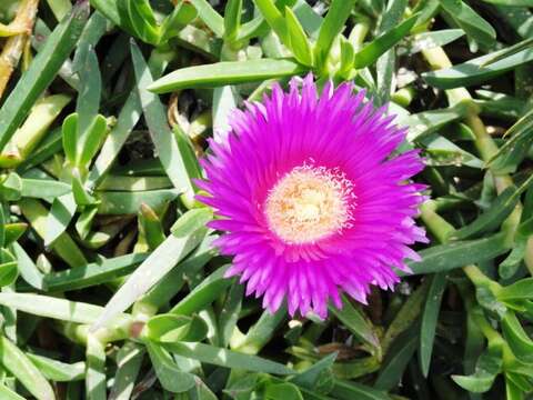 Image of Ice Plants