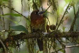 Image of Moustached Puffbird