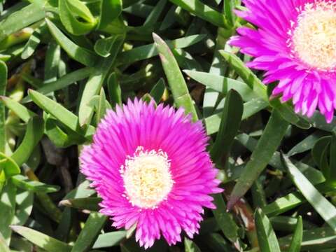 Image of Ice Plants