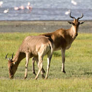 Image of Hartebeest