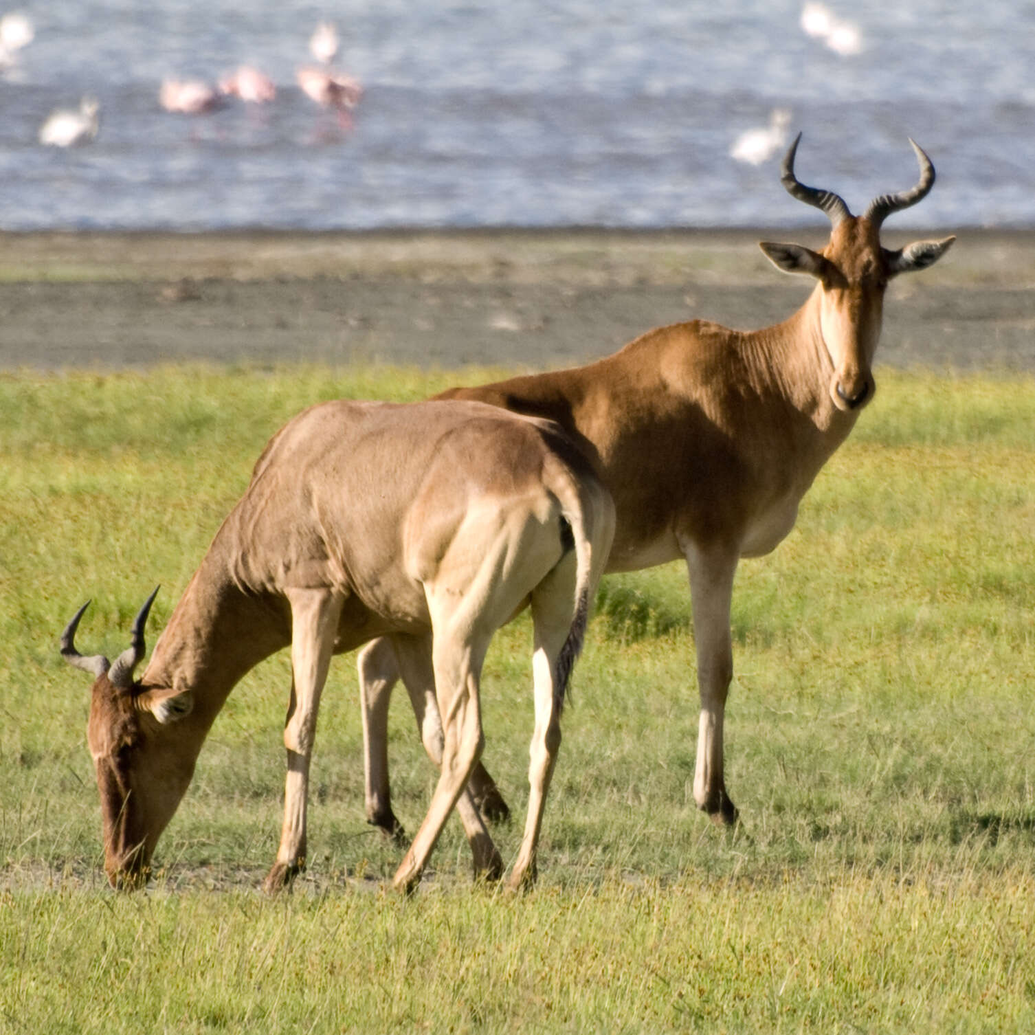 Image of Hartebeest