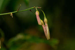 Image of Dracaena laxissima Engl.