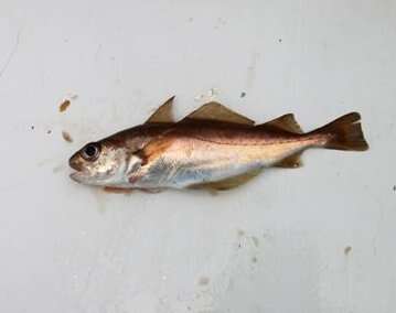 Image of poor cod