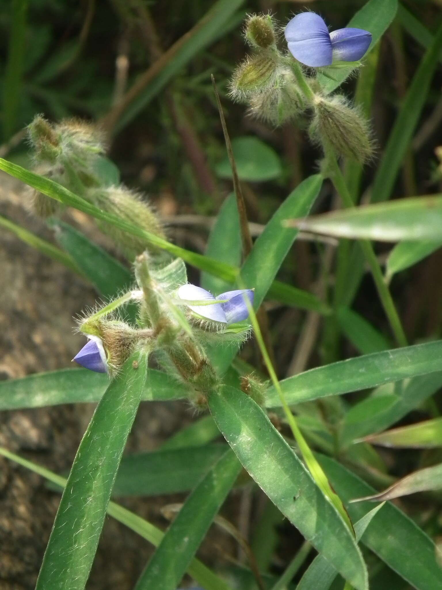 Image of Crotalaria sessiliflora L.