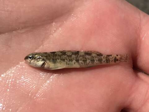 Слика од Etheostoma lepidum (Baird & Girard 1853)