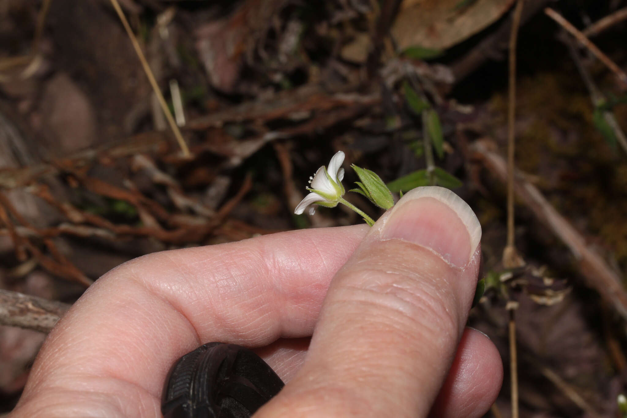 Слика од Arenaria soratensis Rohrb.