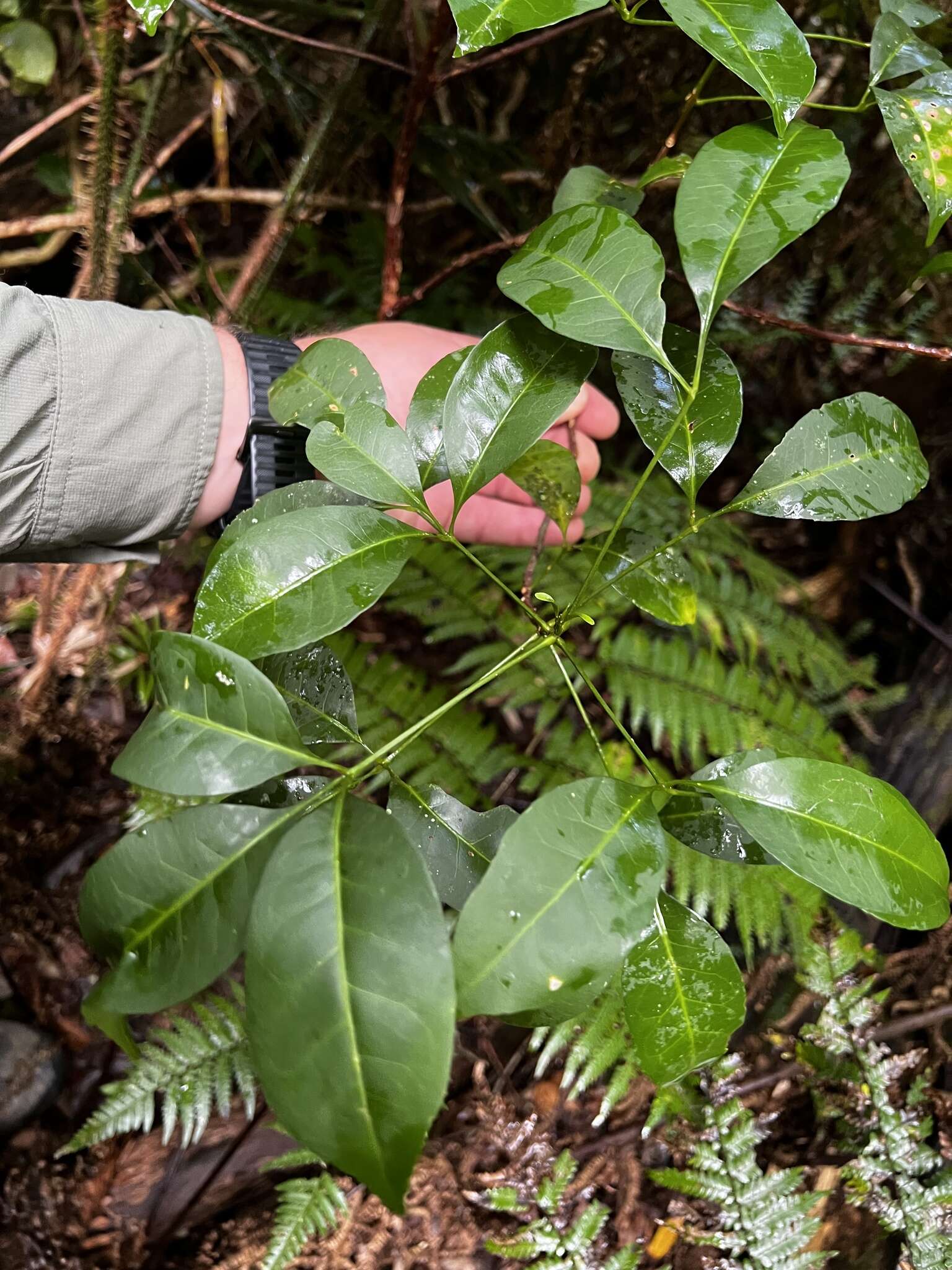 Image of Melicope hayesii T. G. Hartley