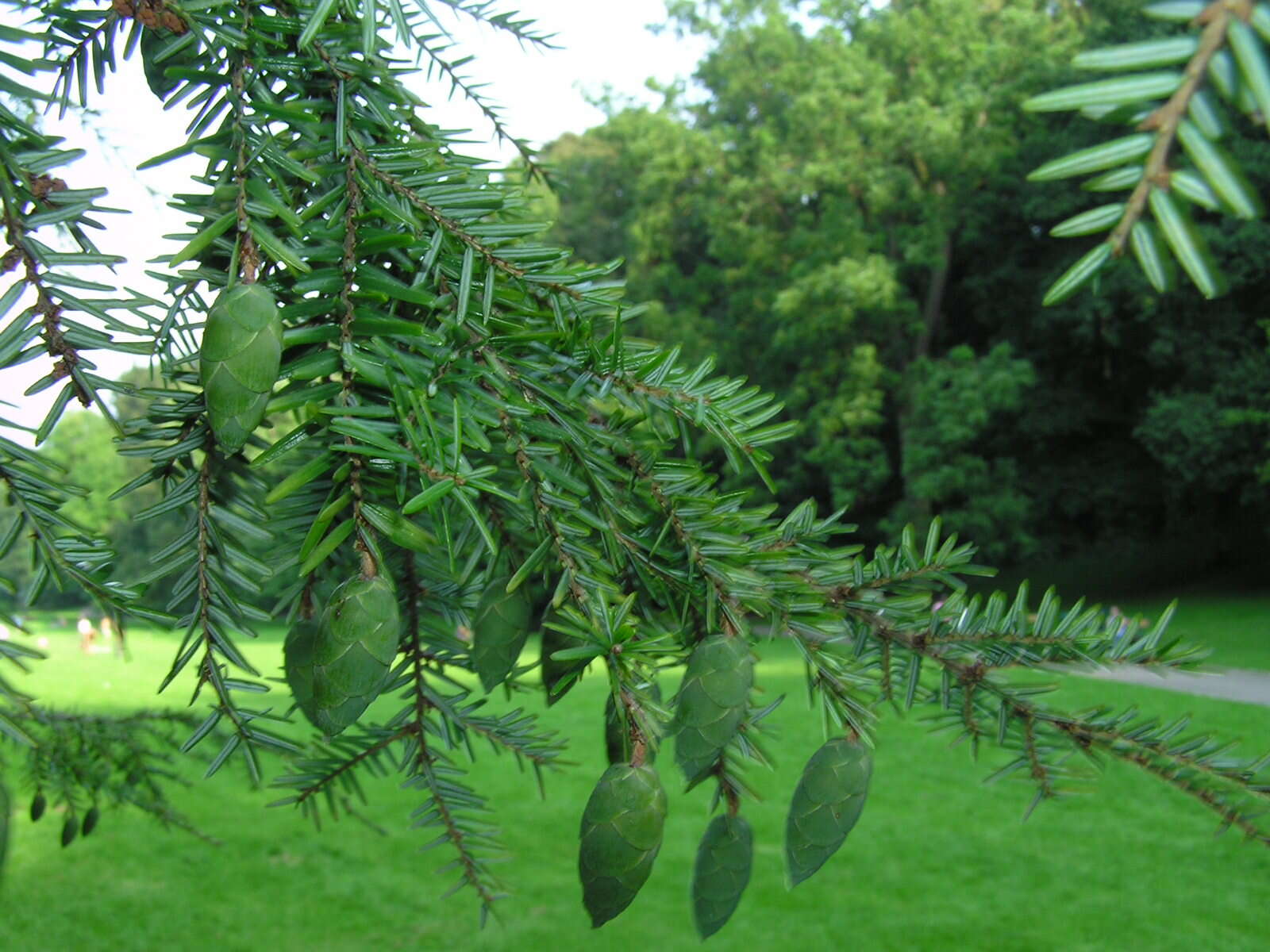 Image of eastern hemlock