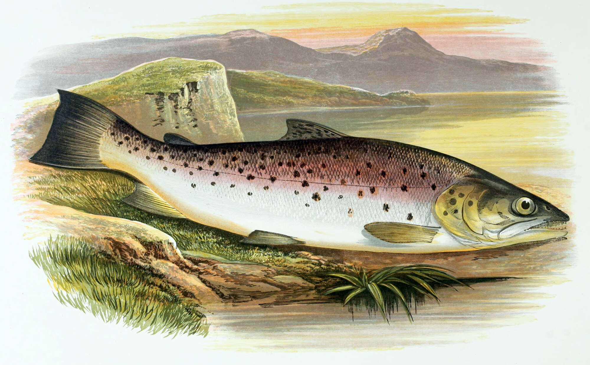 Image of Ferox Trout