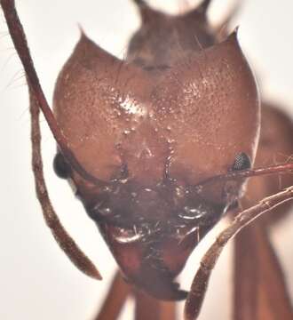 Image of Leaf-cutter ant