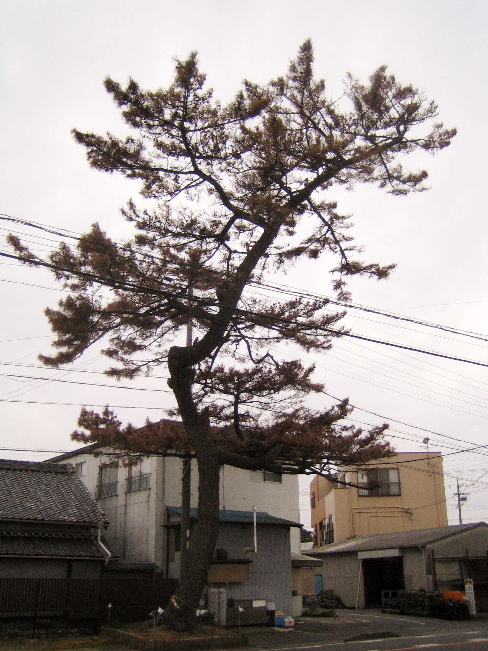 Image of Japanese Black Pine