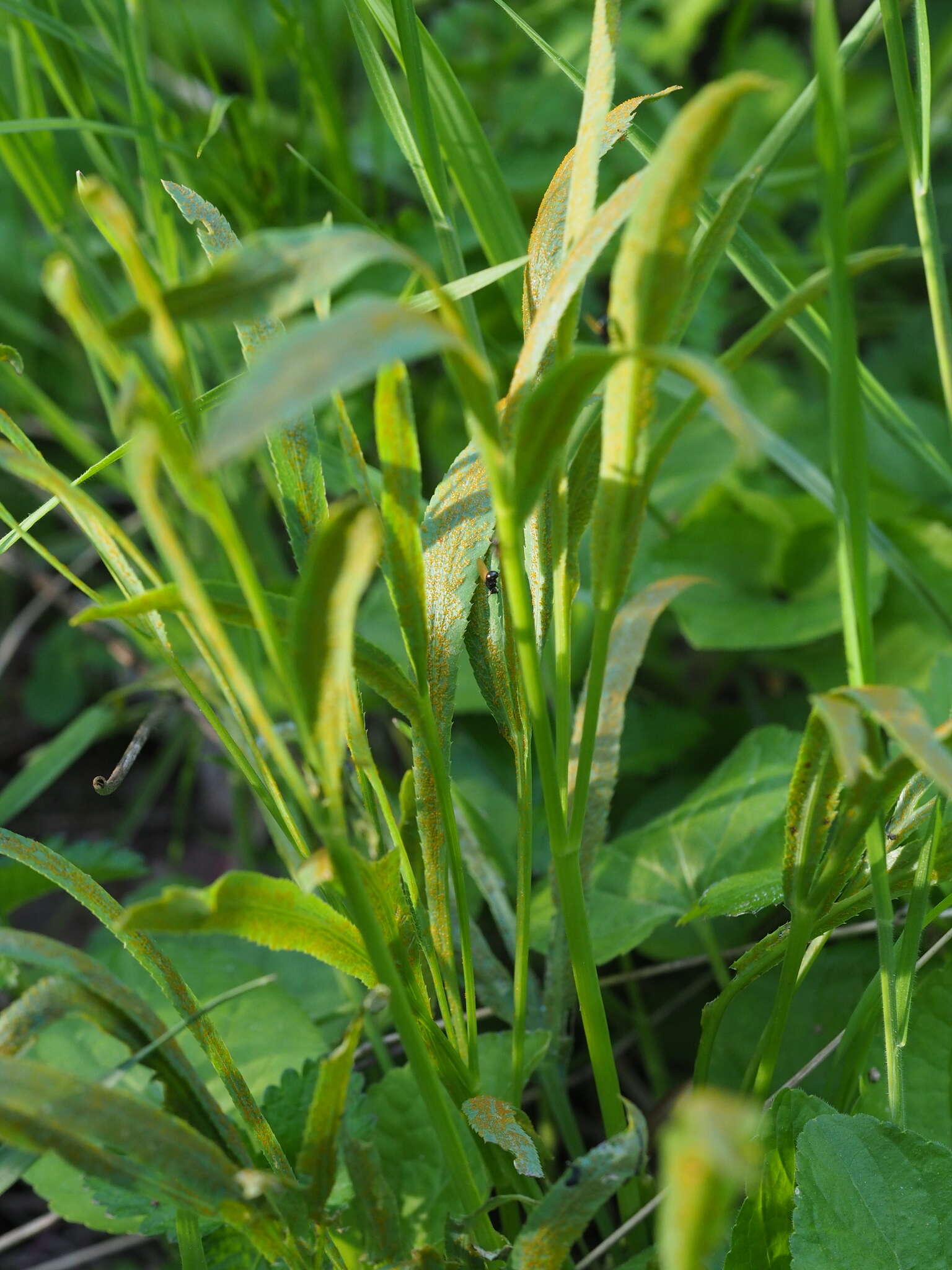 Image of Puccinia sii-falcariae (Pers.) J. Schröt. 1887