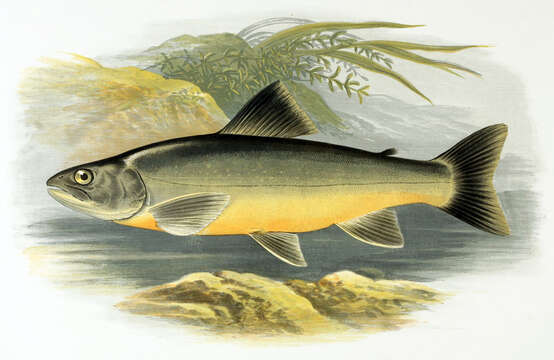 Image de Salvelinus killinensis (Günther 1866)