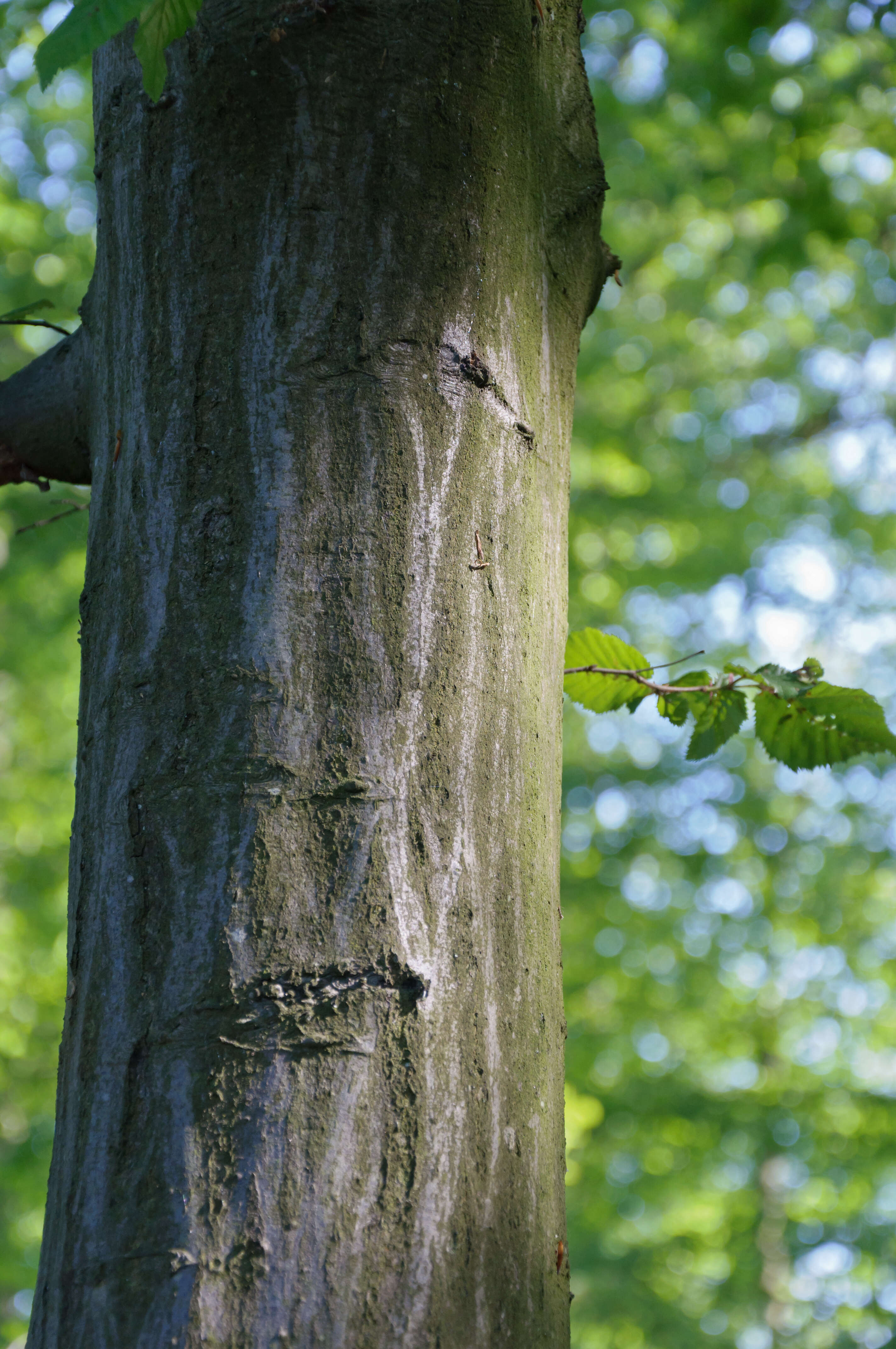 Image of European hornbeam