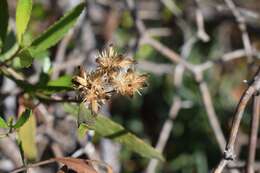 Image of <i>Eupatorium dodonaeifolium</i> DC.