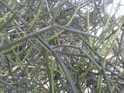 Image of Indiantree spurge