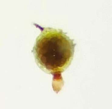 Image of micromitrium moss