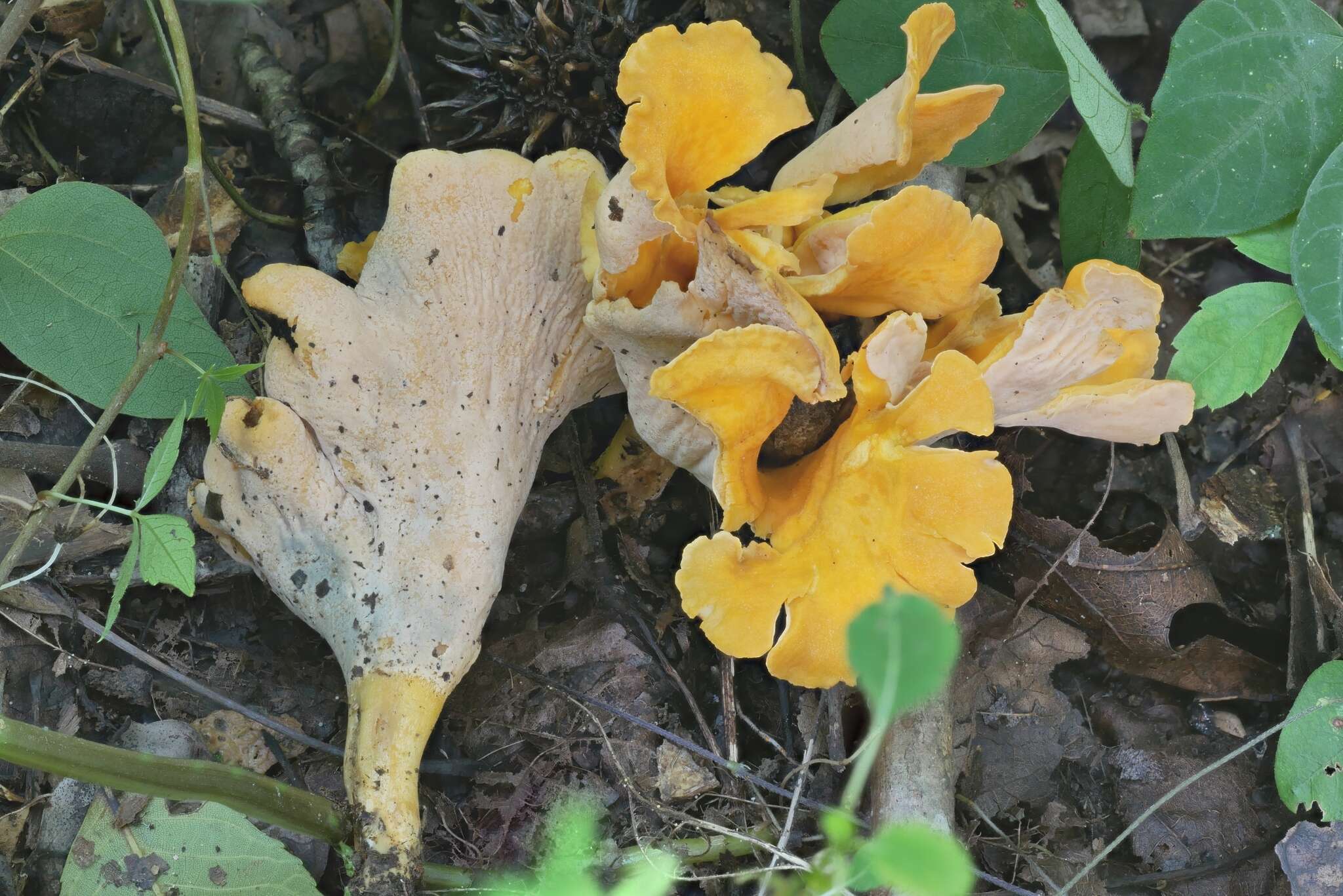 Image of Cantharellus flavolateritius Buyck & V. Hofst. 2016
