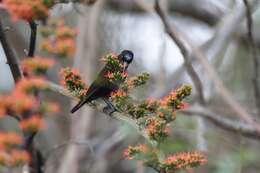 Image of Green-throated Sunbird