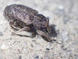 Image of Weevil