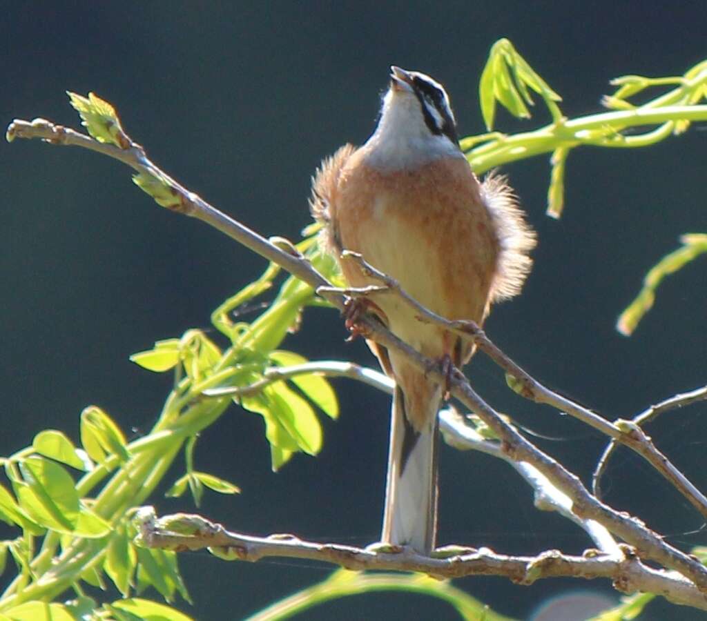 Image of Meadow Bunting