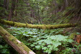 Image de bois piquant