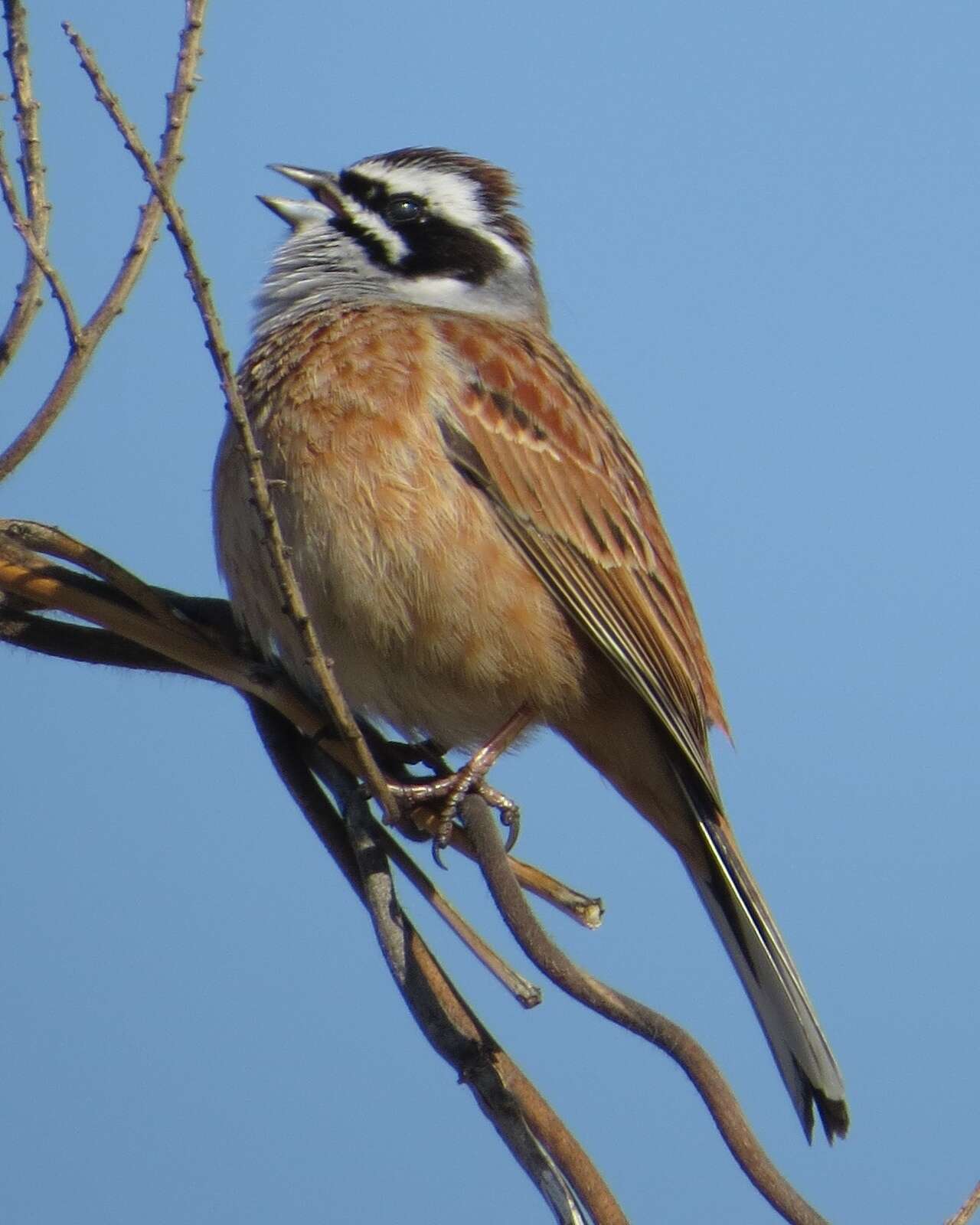 Image of Meadow Bunting