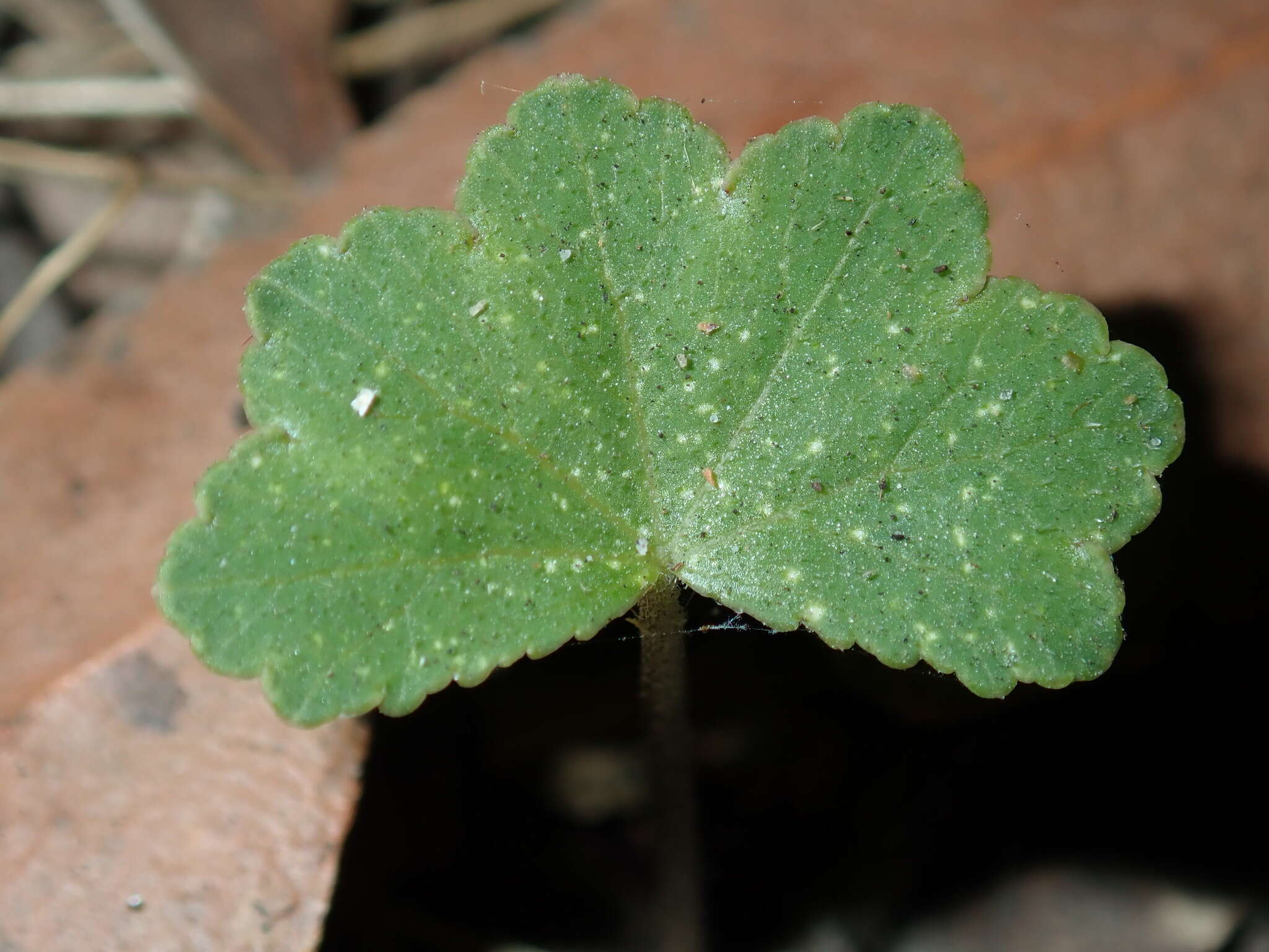 Image de Hydrocotyle hirta R. Br. ex A. Rich.