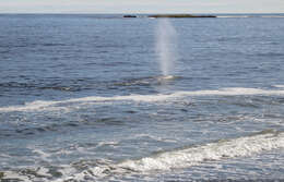 Image of gray whales