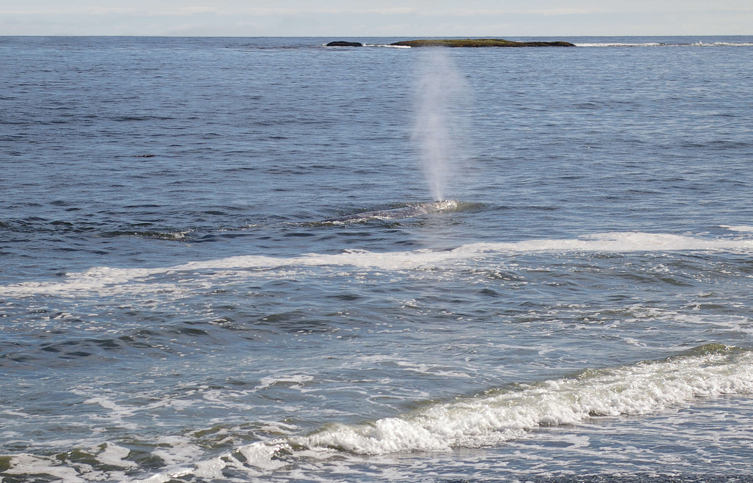 Image of gray whales