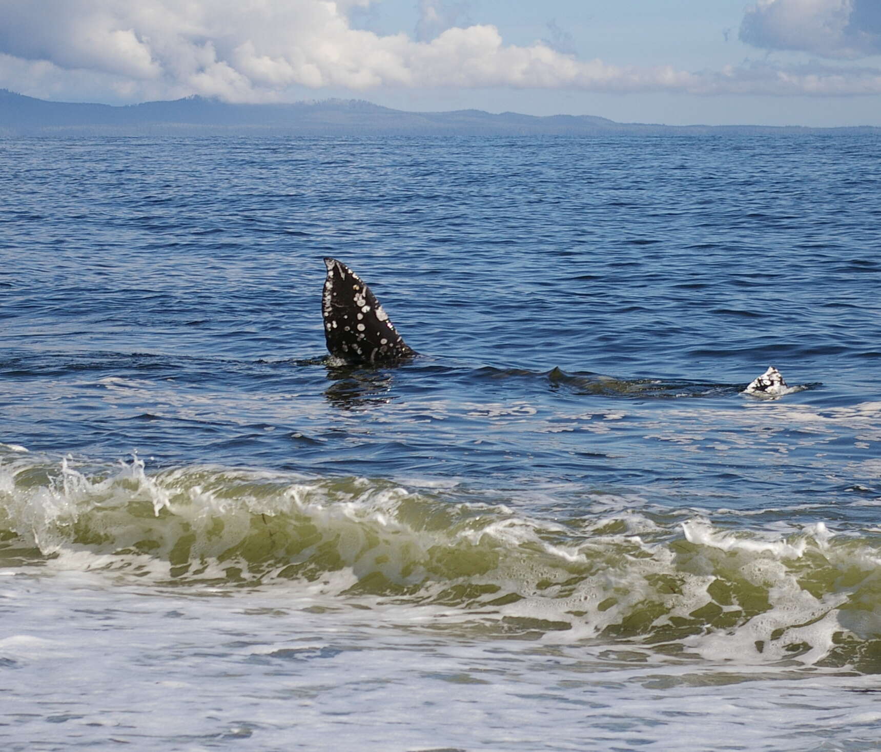 Image of gray whales