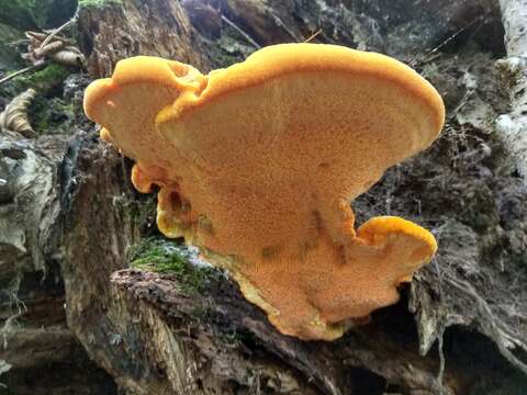 Image de Polypore safran