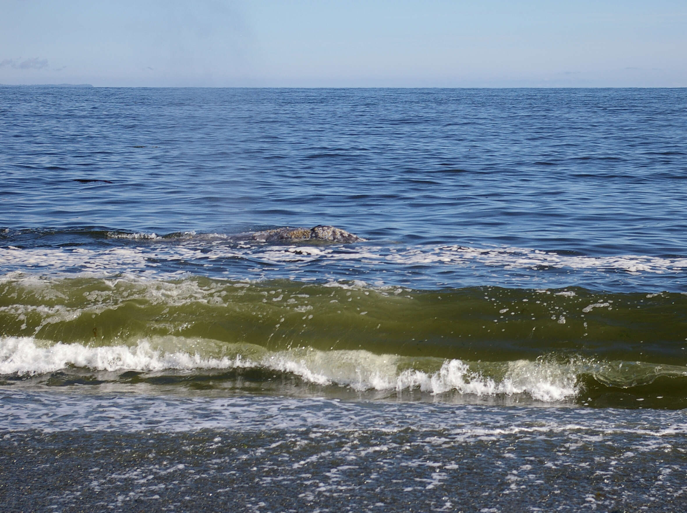 Image of gray whales