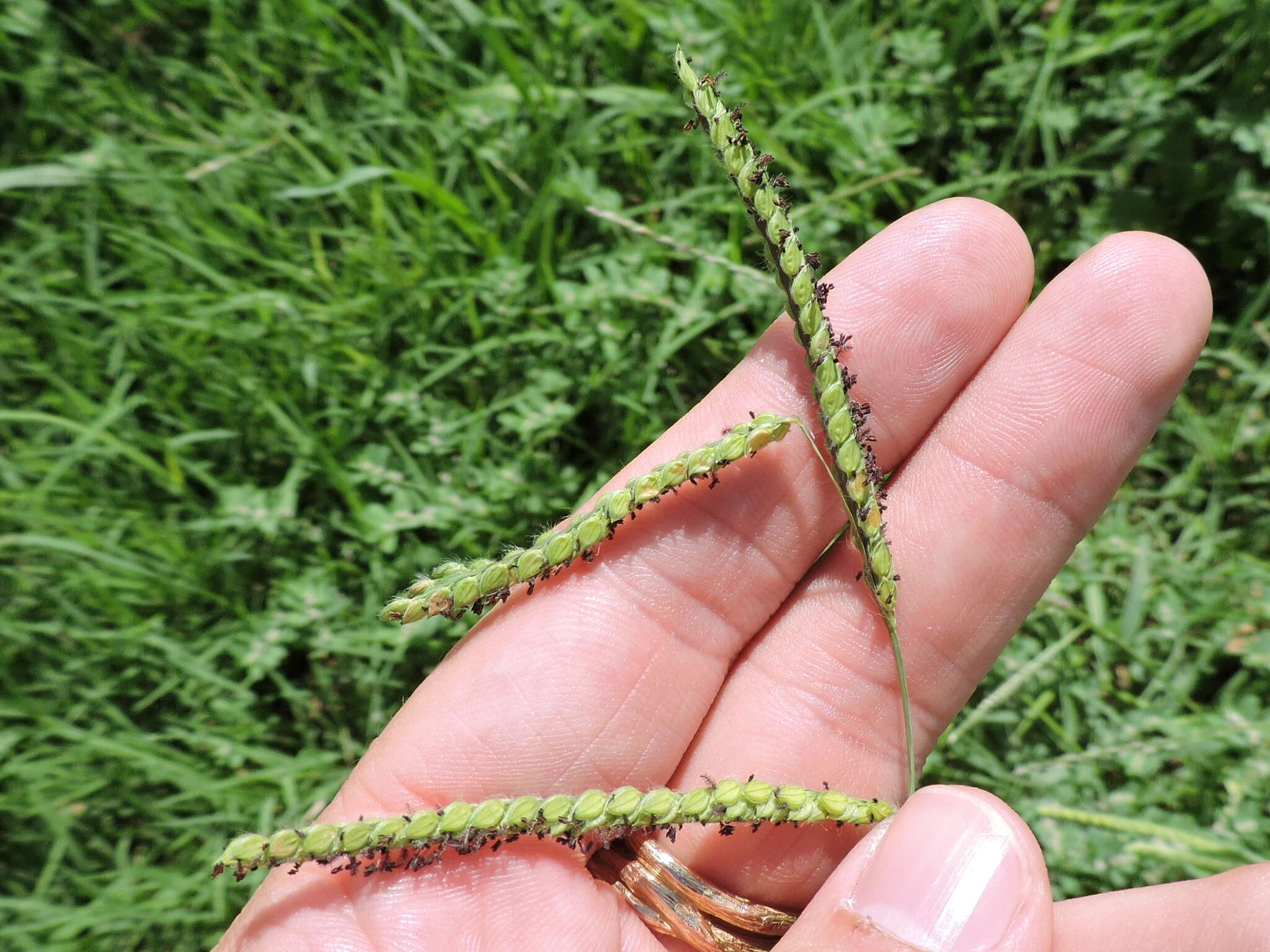 Слика од Paspalum dilatatum Poir.