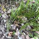 Image of Bearded bird orchid