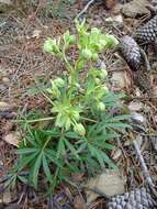 Image of Stinking Hellebore