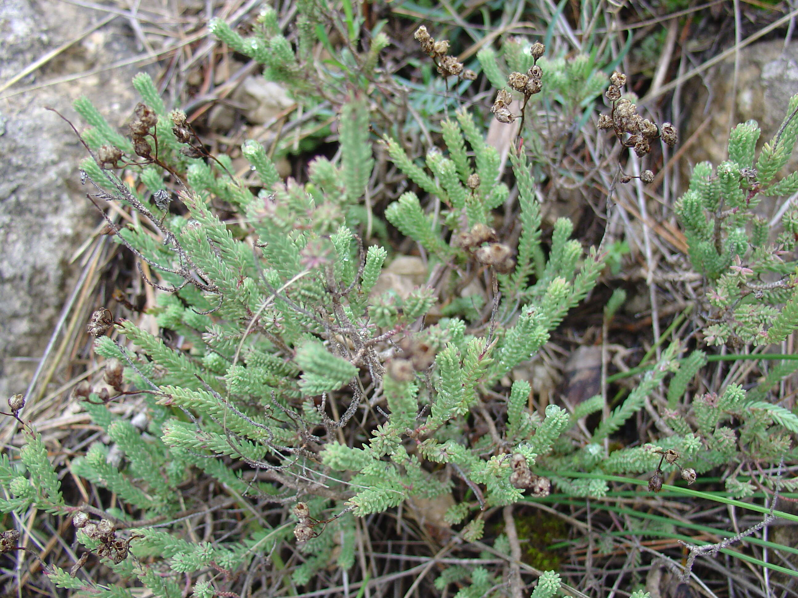 Image of St John's-wort