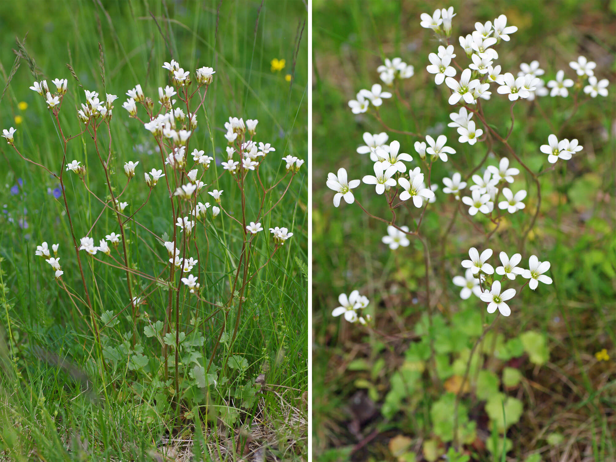 Plancia ëd Saxifraga granulata L.