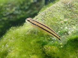 صورة Tridentiger bifasciatus Steindachner 1881