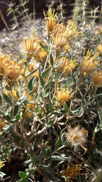 Imagem de Chuquiraga oppositifolia D. Don