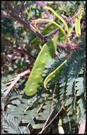 صورة Paraserianthes lophantha subsp. lophantha