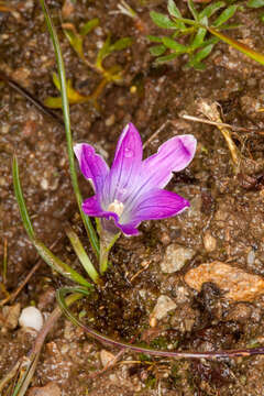 Image of Romulea ligustica Parl.