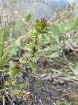 Image of arctic eyebright