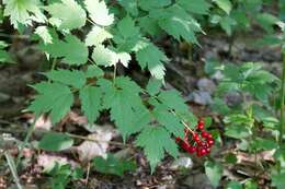 Imagem de Actaea rubra (Ait.) Willd.